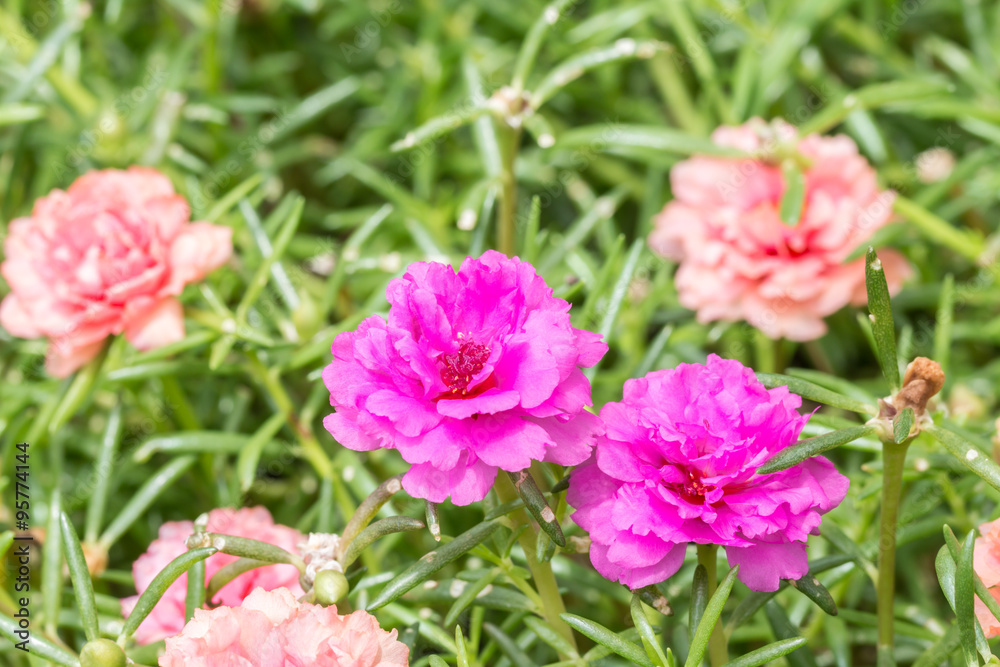 Pusley flower(Portulaca oleracea)