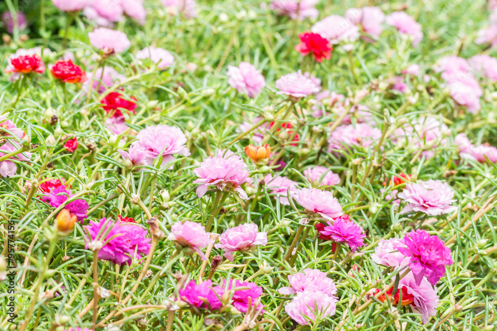 Pusley flower(Portulaca oleracea)