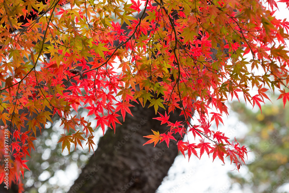 紅葉したもみじ