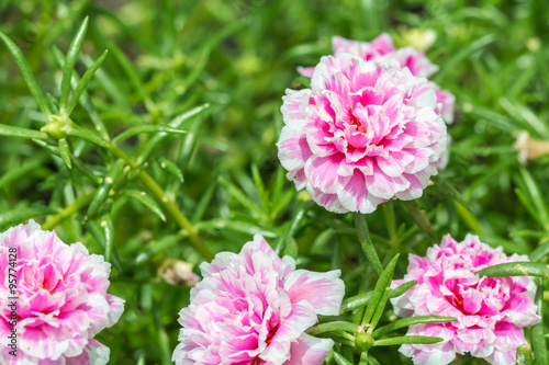 Pusley flower Portulaca oleracea 