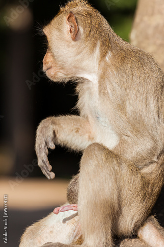 A rhesus monkey with an erect penis.