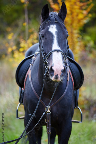 Beautiful black horse in the forest