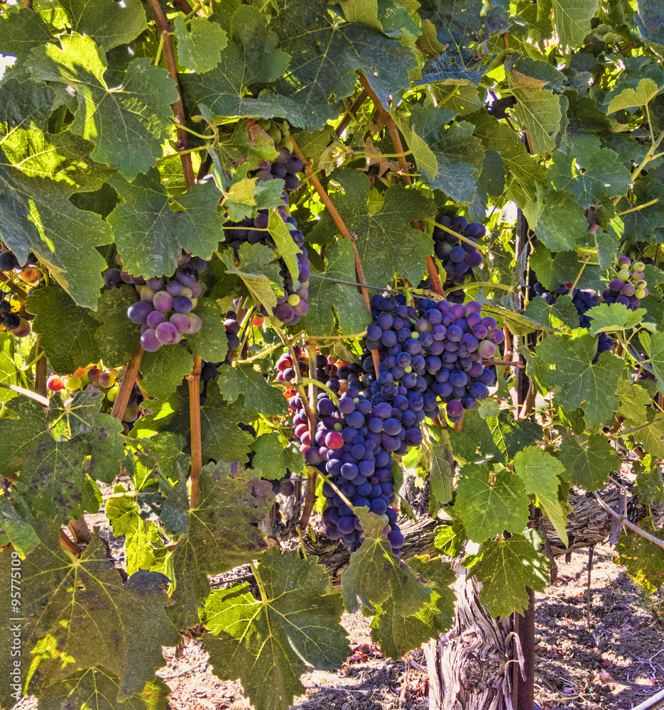 Bunches of Purple Grapes on a  Vine.