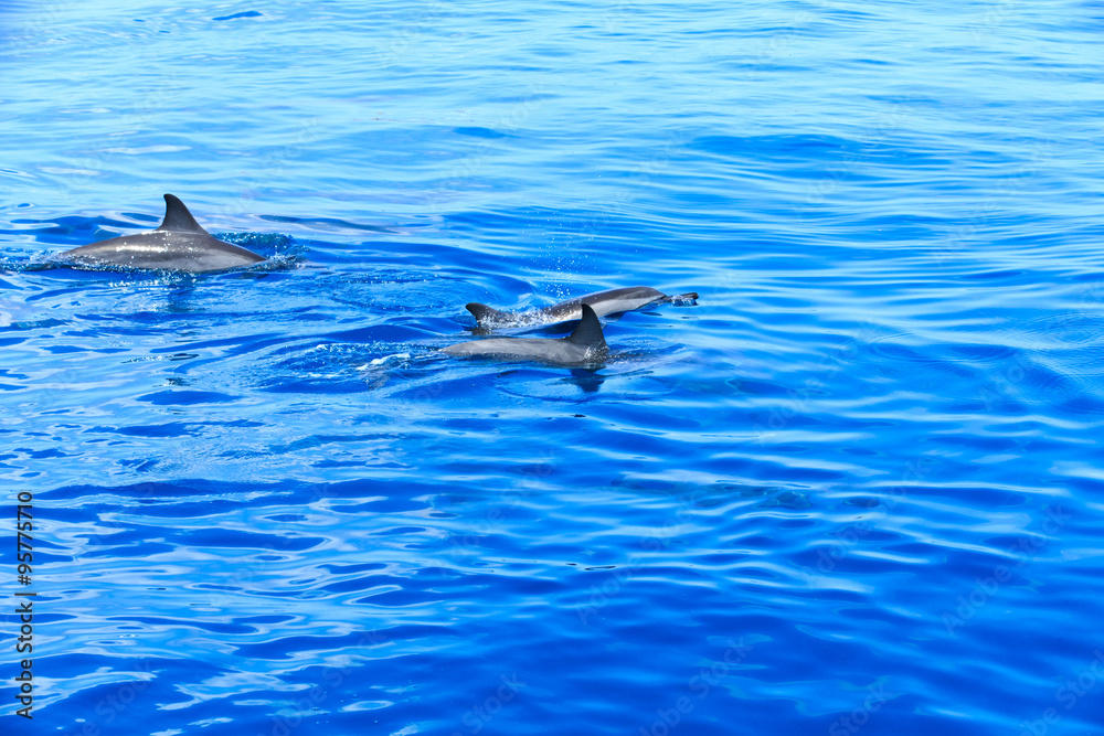 Fototapeta premium dolphins