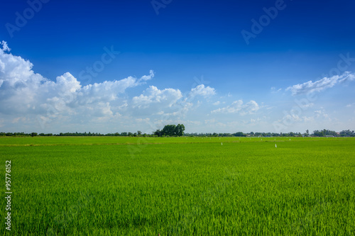 Green rice farm in Thailand