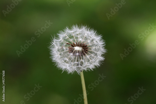 Beautiful Dandelion flower