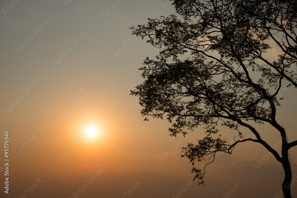 Silhouette of big tree with sunset sky background Silhouette of big tree with sunset sky background