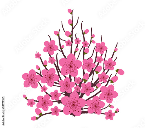 Japanese plum blossom