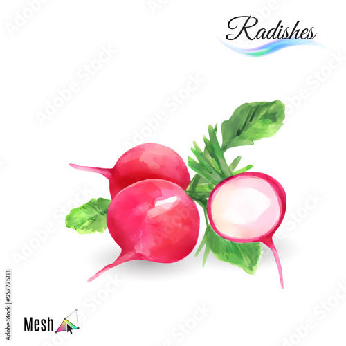 Watercolor radishes