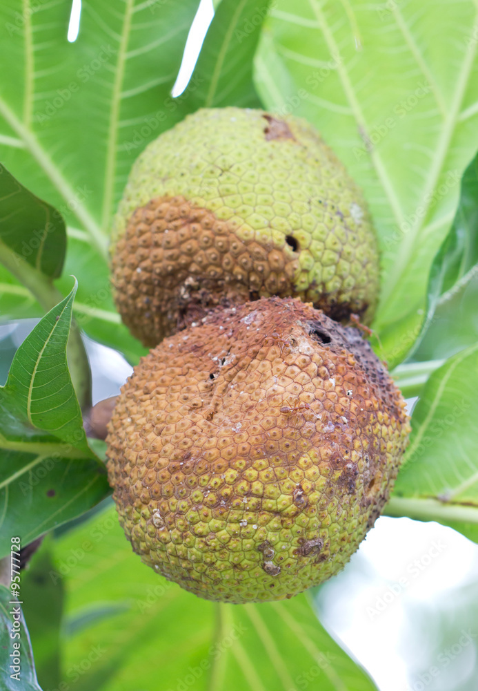 Obraz premium Rotten breadfruit.