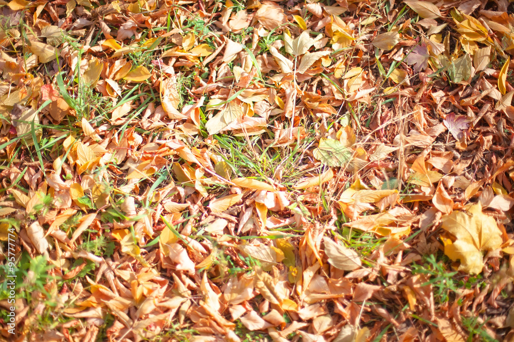 background texture of yellow leaves background texture of yellow leaves