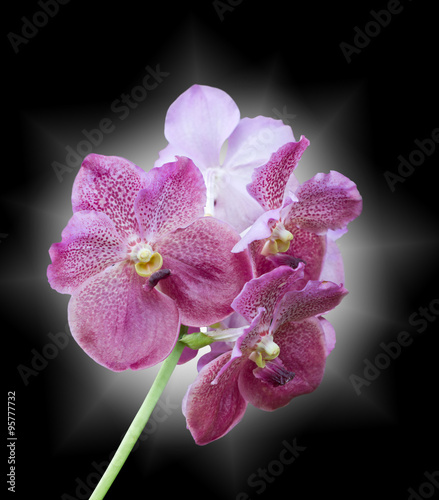 Purple orchid flowers.