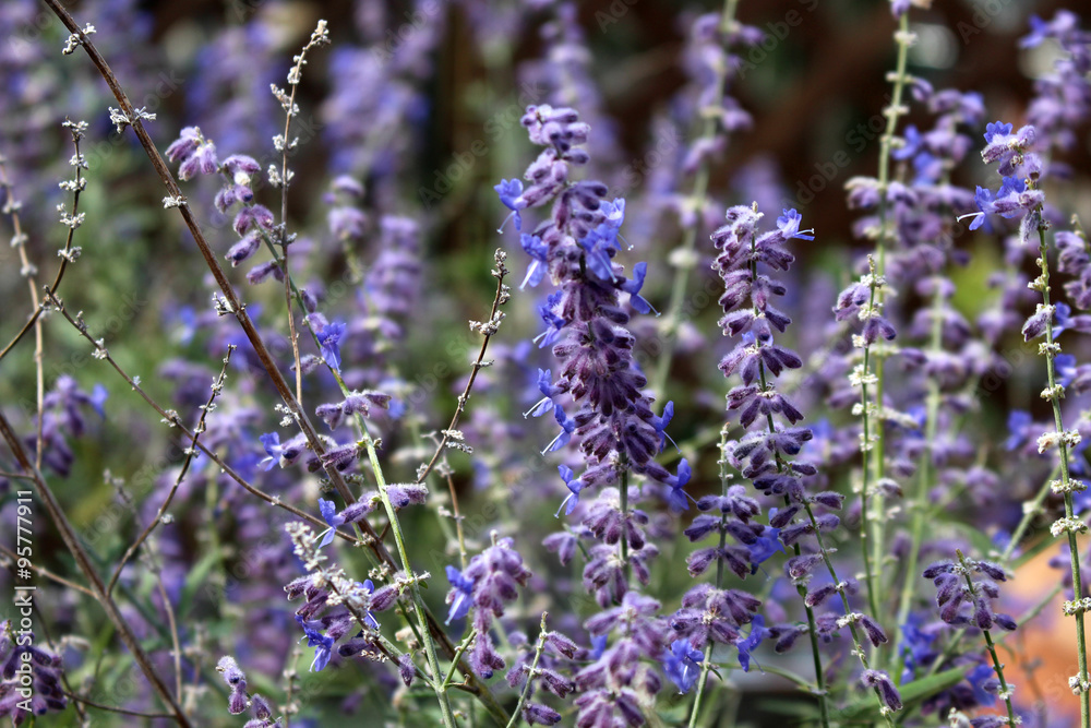 Obraz premium Russian sage