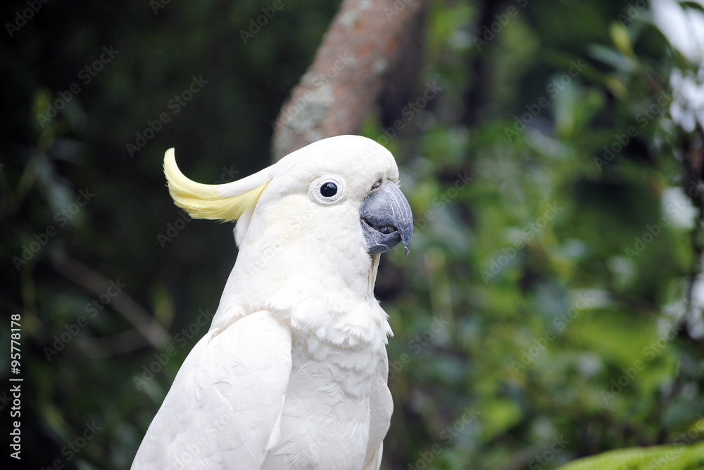 Sulphur crested cockatoo