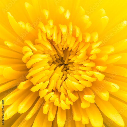 Yellow flower background. Chrysanthemum flower close-up.
