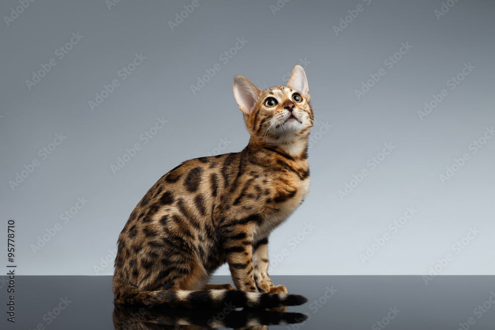 Bengal Kitty Sits and Looking Up on dark
