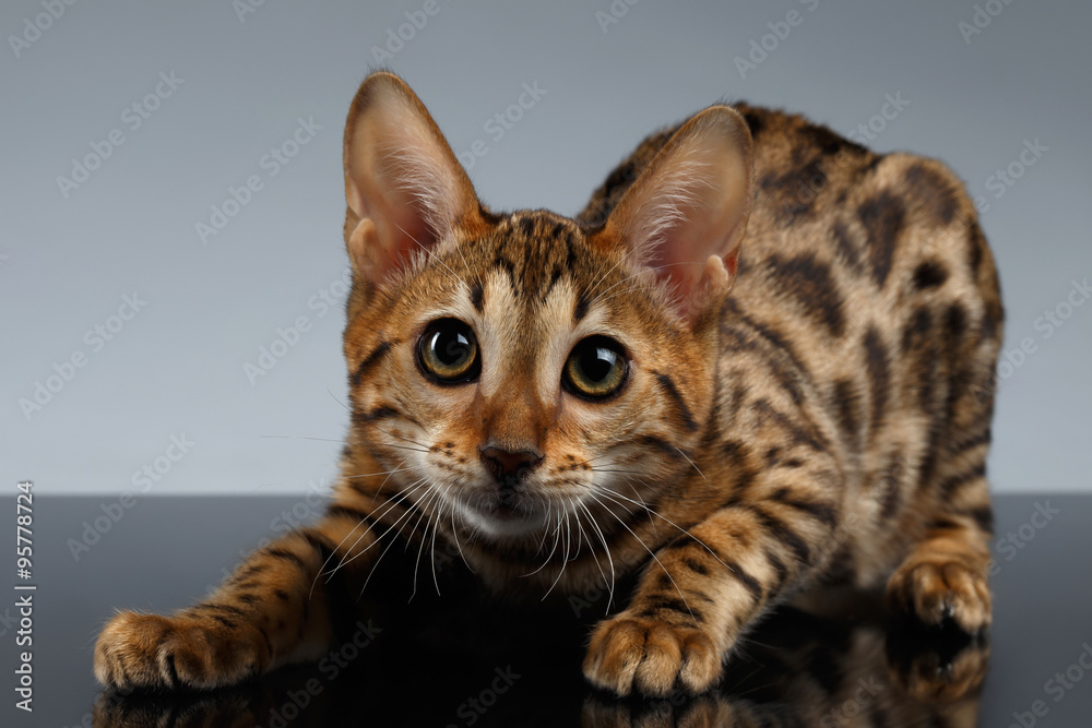 Closeup Playful Bengal Kitty on dark gradient