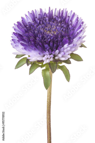 Fototapeta Naklejka Na Ścianę i Meble -  china aster