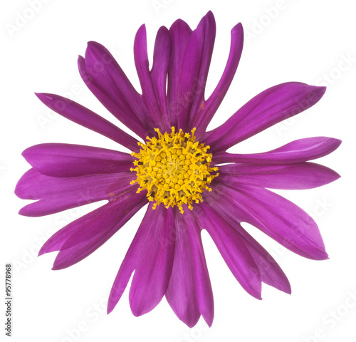 cosmos flower