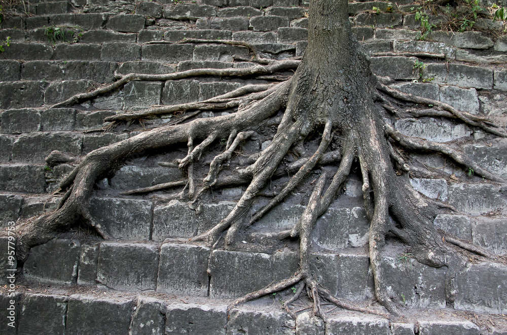 Survival of trees in the city. Environmental problem. Survival of trees in the city. Environmental problem.