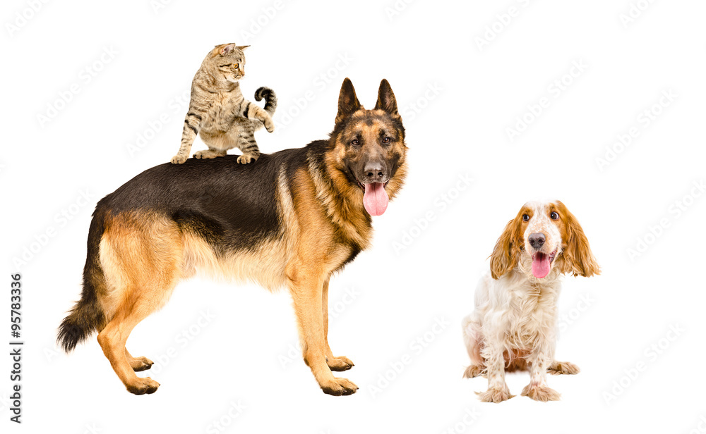 German shepherd, cat and Russian Spaniel playing together