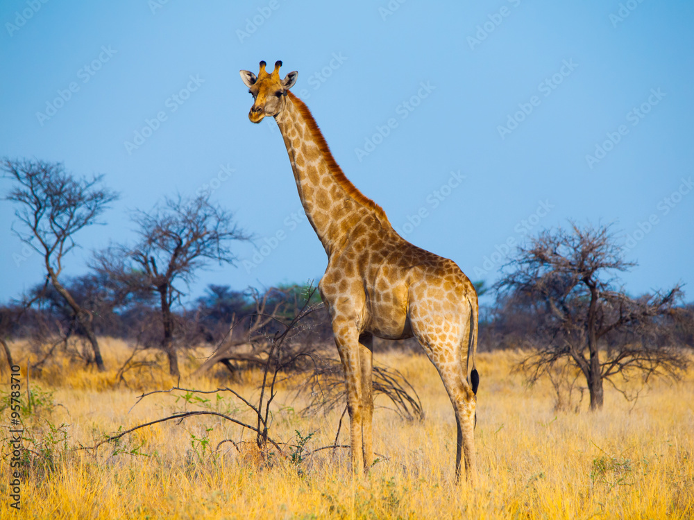 Fototapeta premium Standing giraffe in savanna