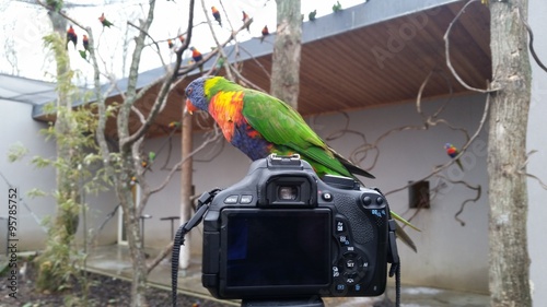 Perroquet sur l'appareil photo photo