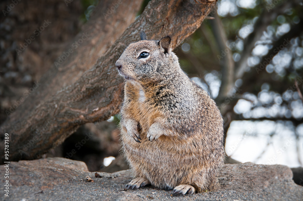Fototapeta premium California ground squirrel sitting on a rock