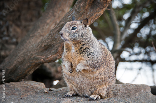 California ground squirrel sitting on a rock