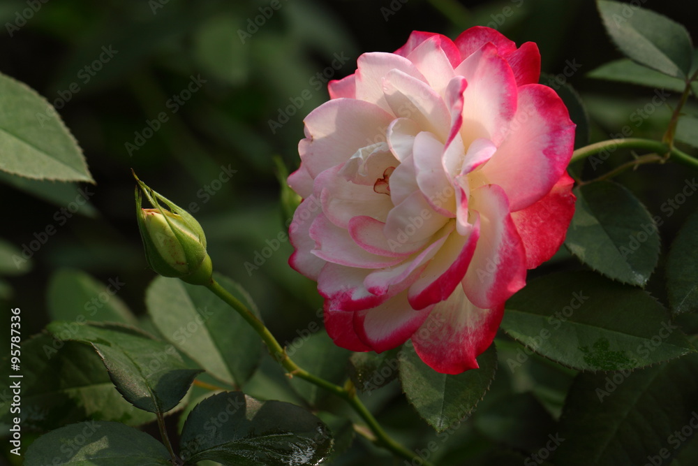 Rose/Rose: 'Jubile du prince de Monaco'