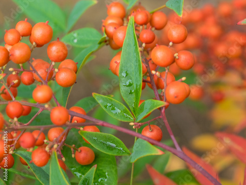 California holly photo