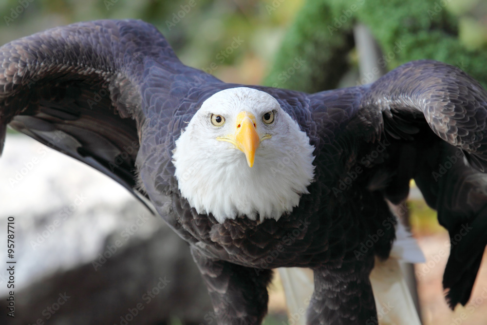 Fototapeta premium a bald eagle