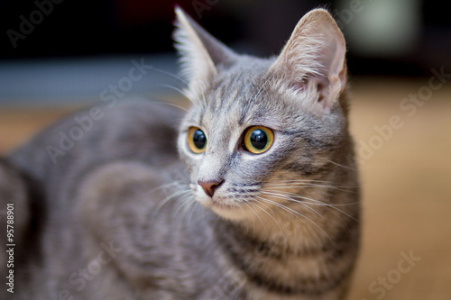 Fotografie Grey house cat anxiously watching