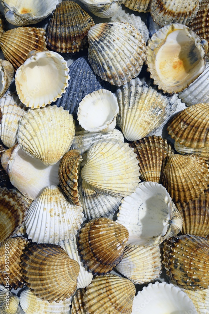 Group of shells Cerastoderma Group of shells Cerastoderma