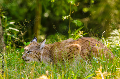 Bobcat hunting in a forest in summer time photo