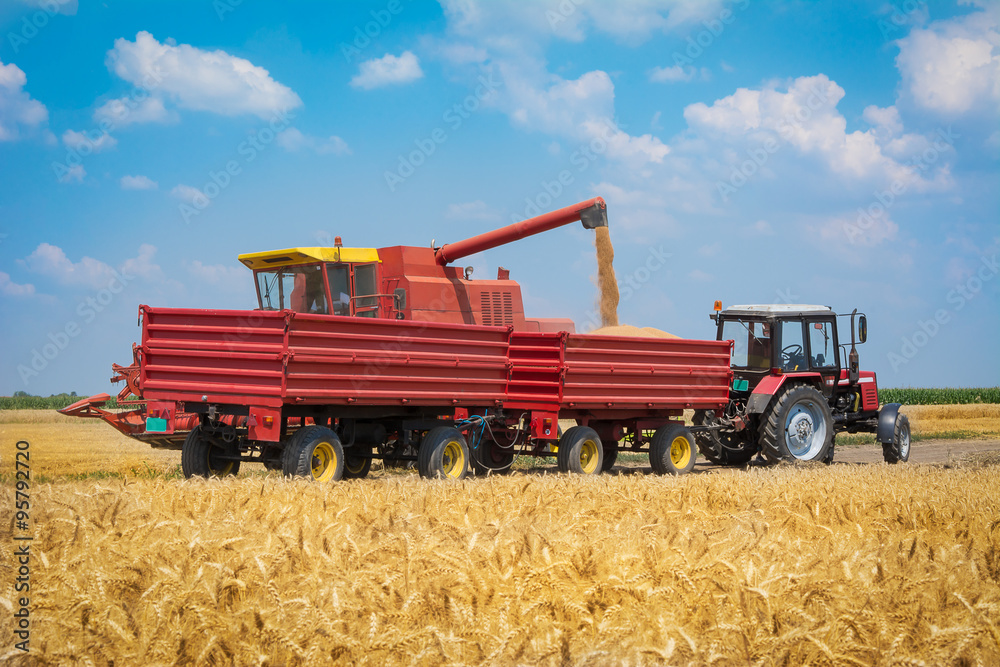 Fototapeta premium Harvest machine loading seeds in to trailer