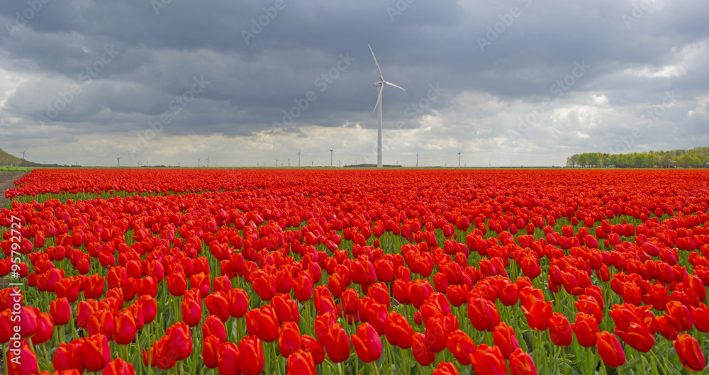 Deteriorating weather over tulips in spring