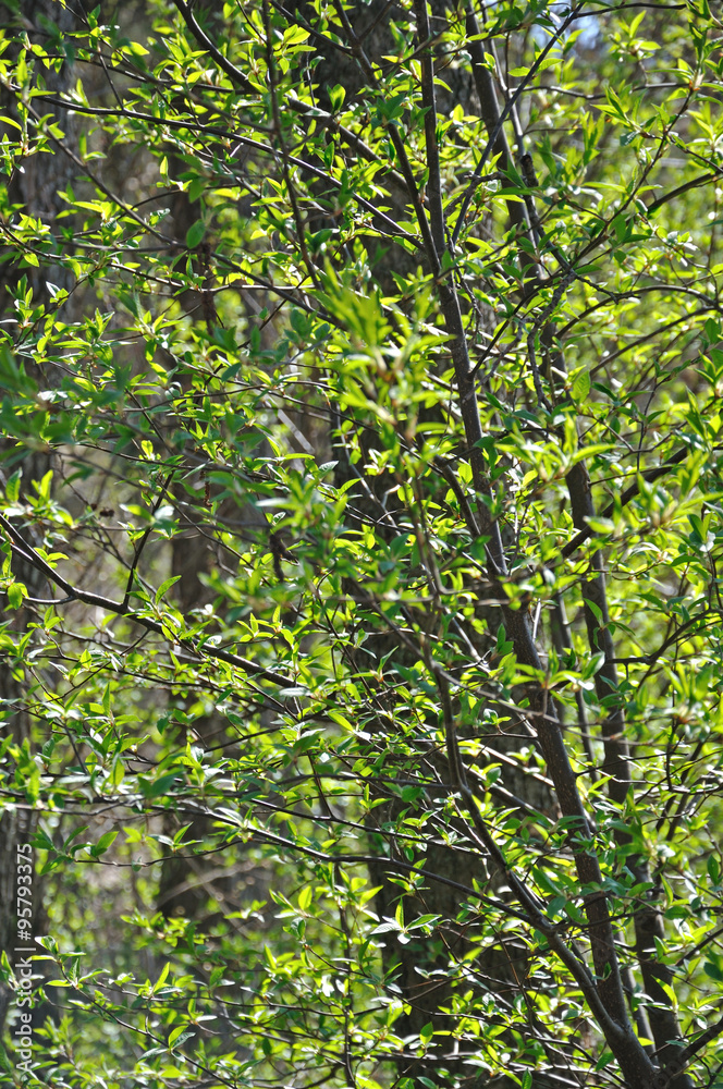 Green abundance, fresh new leaves on a bush in spring sunlight. Green abundance, fresh new leaves on a bush in spring sunlight.