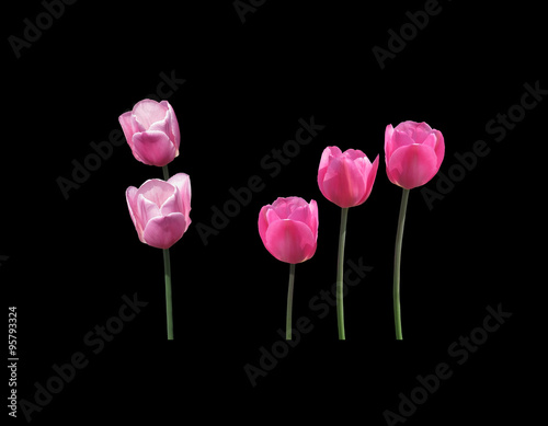 Five pink tulips isolated on black