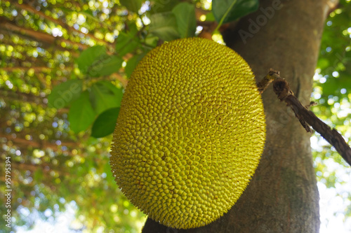 JACKFRUIT CLOSE UP