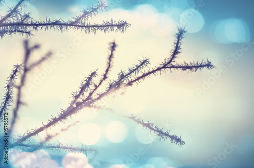 Frozen tree © Galyna Andrushko