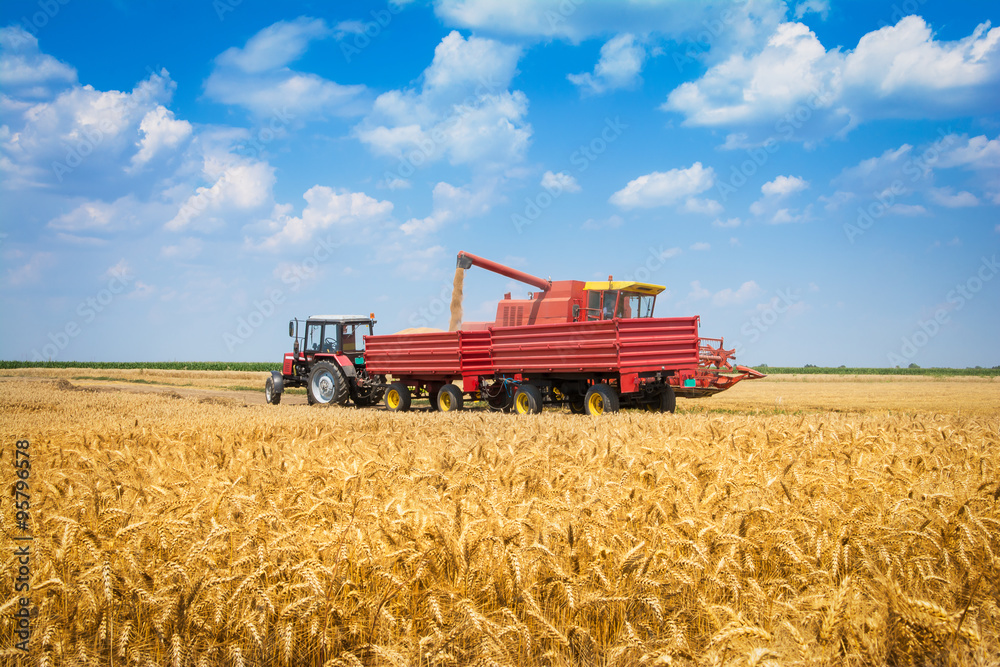 Fototapeta premium Harvest machine loading seeds in to trailer