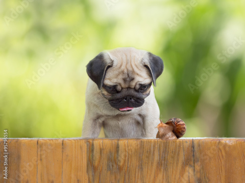 Canvas Print the puppy pug is watching crawling snail fence