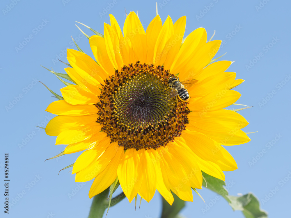 bee on the sunflower collect nectar against the sky bee on the sunflower collect nectar against the sky