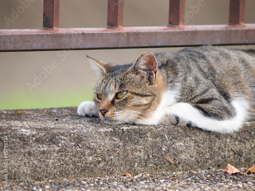 気だるそうな猫