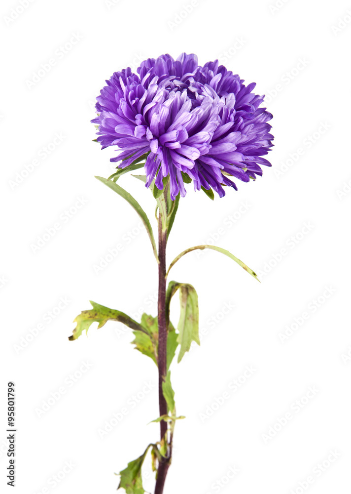 Fototapeta premium flowers