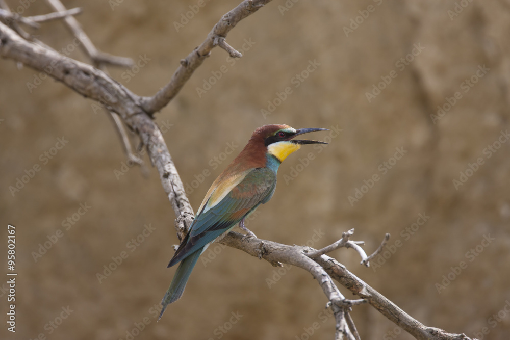 European bee-eater, Merops apiaster European bee-eater, Merops apiaster