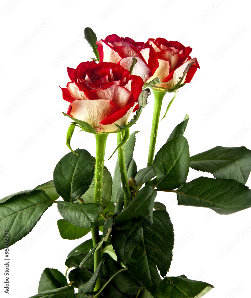 Fototapeta premium red rose