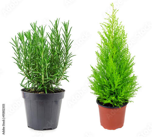 Rosemary and cypress © roman_pelesh