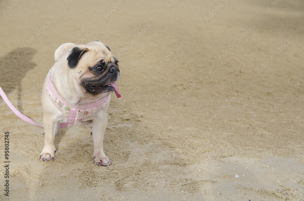 Cute puppy pug fat dog poses at the beach